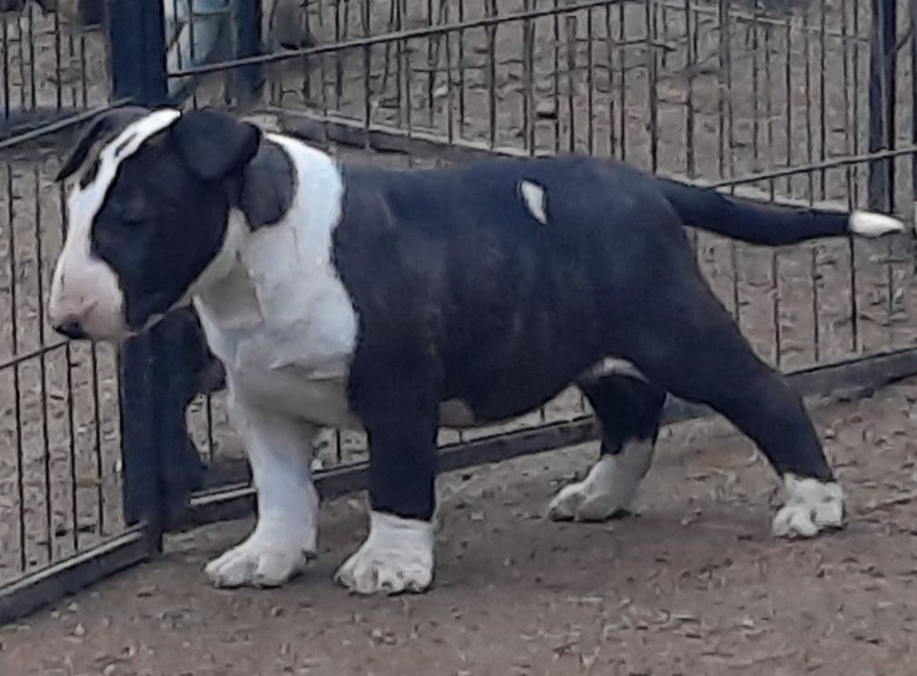 By The Wall - Chiot disponible  - Bull Terrier