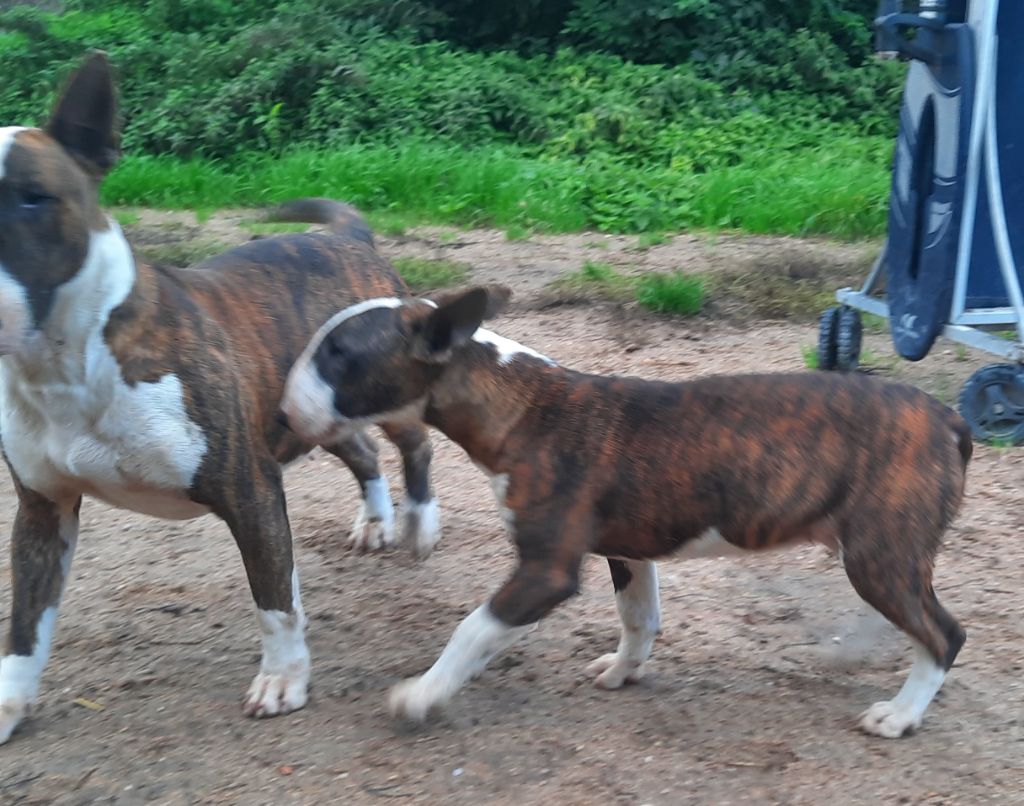 By The Wall - Chiot disponible  - Bull Terrier