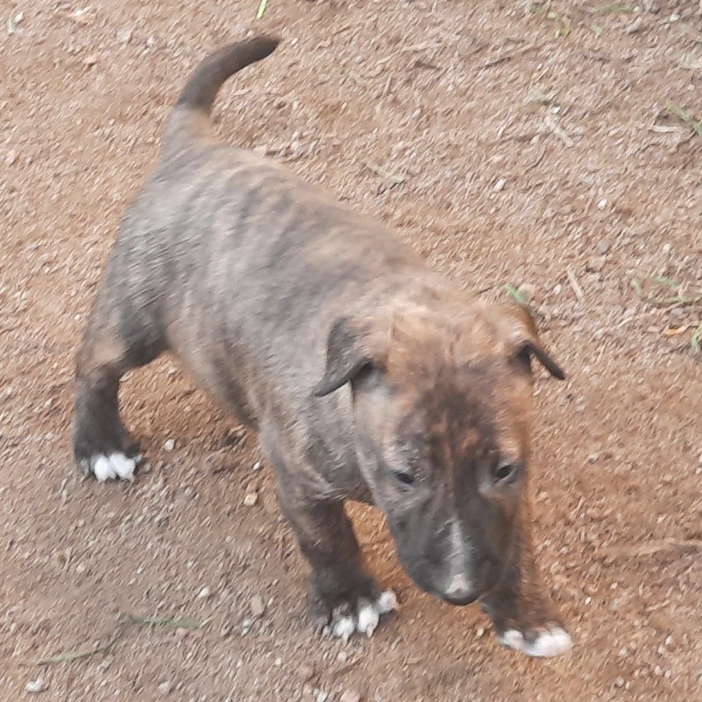 By The Wall - Chiot disponible  - Bull Terrier