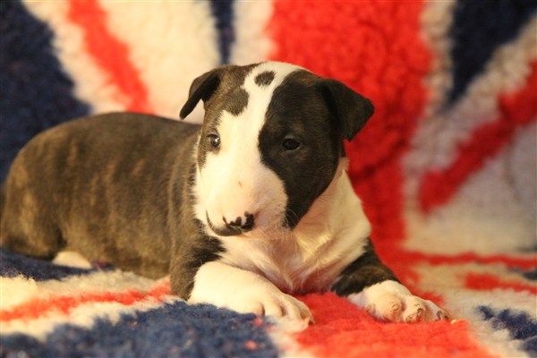 By The Wall - Chiot disponible  - Bull Terrier