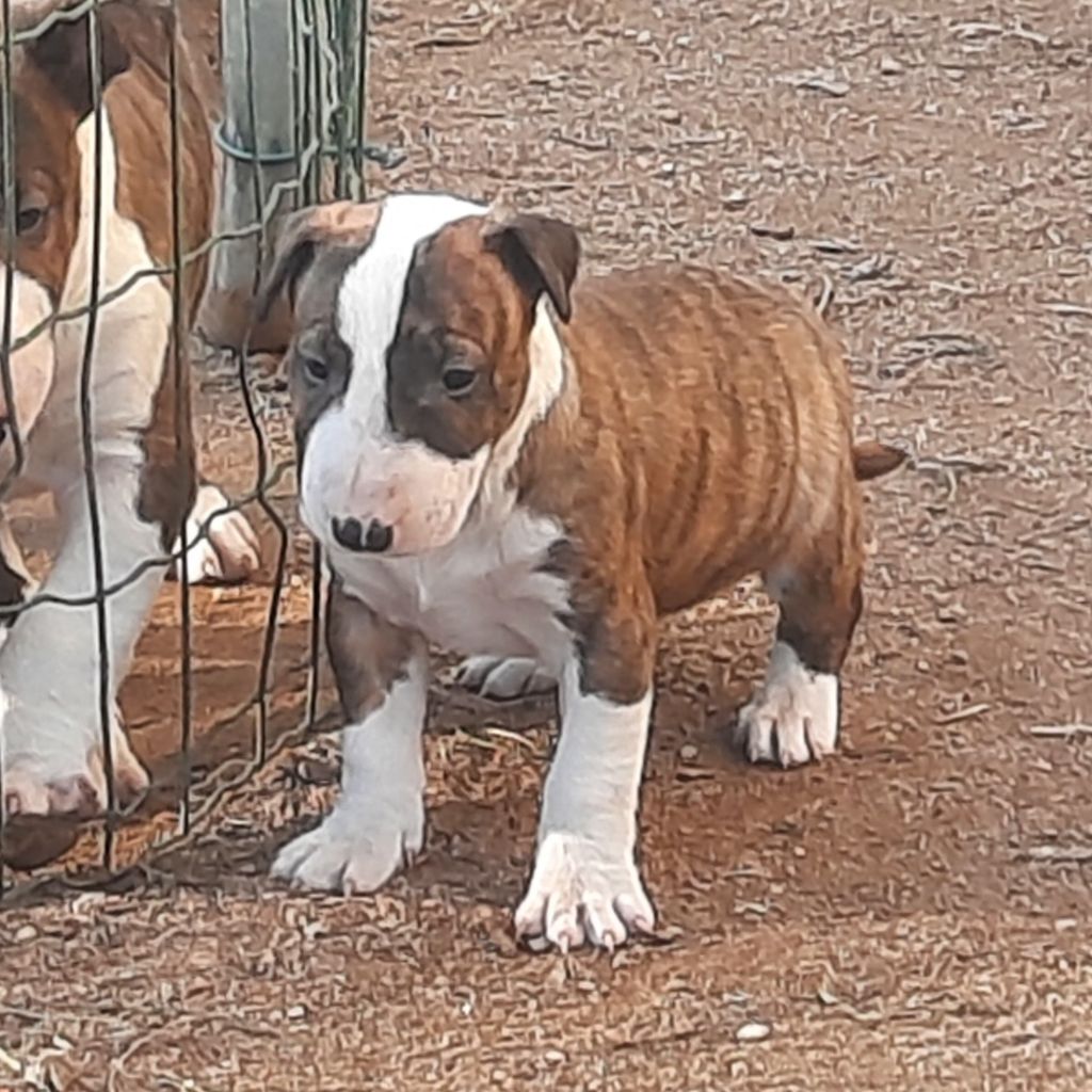 By The Wall - Chiot disponible  - Bull Terrier