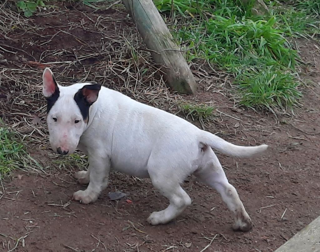 By The Wall - Chiot disponible  - Bull Terrier