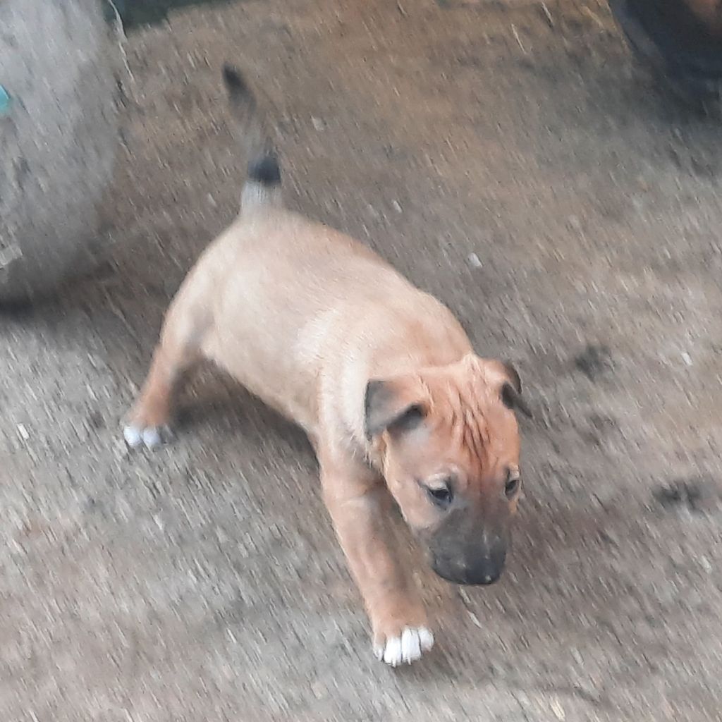 By The Wall - Chiot disponible  - Bull Terrier