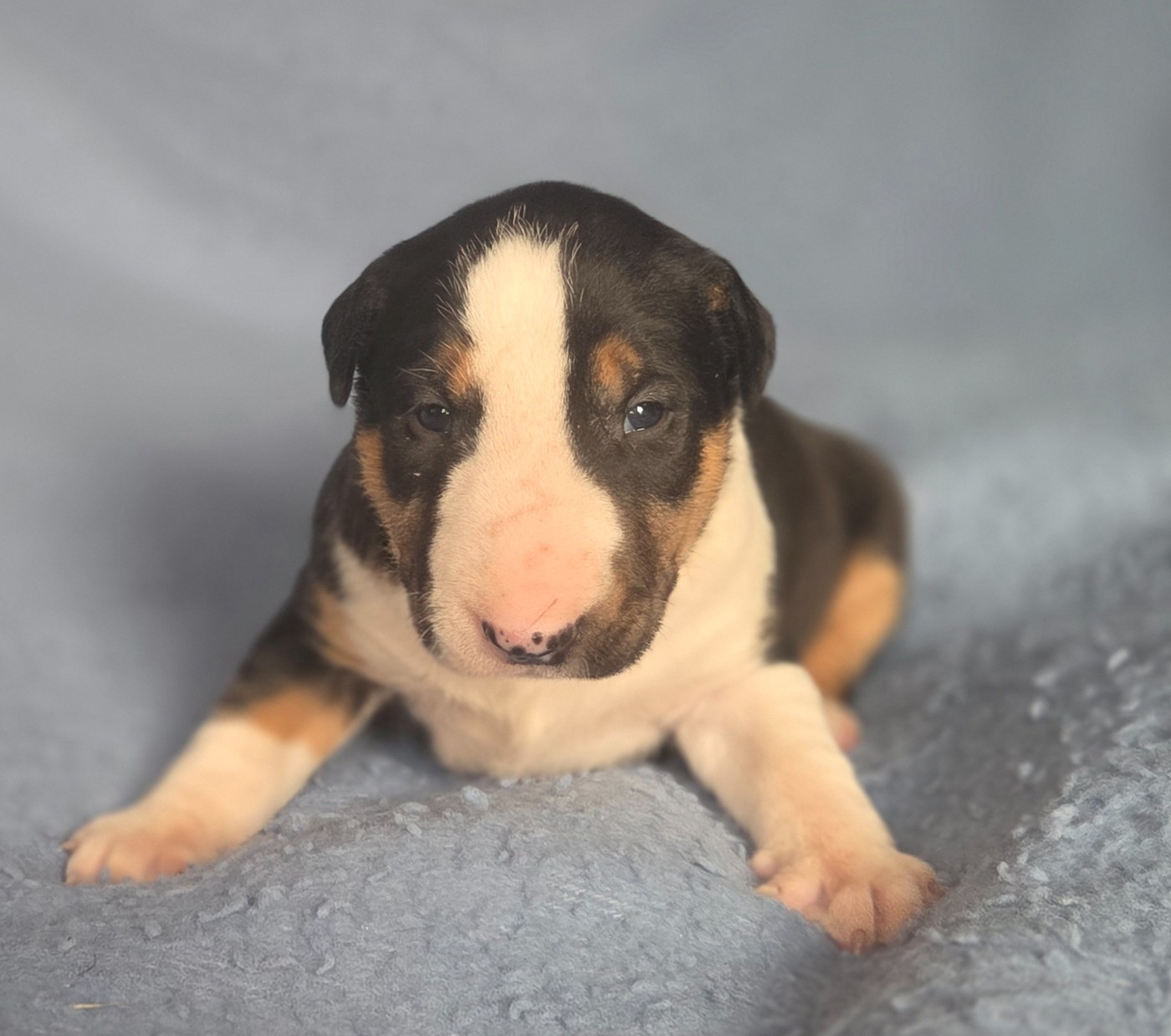By The Wall - Chiots disponibles - Bull Terrier