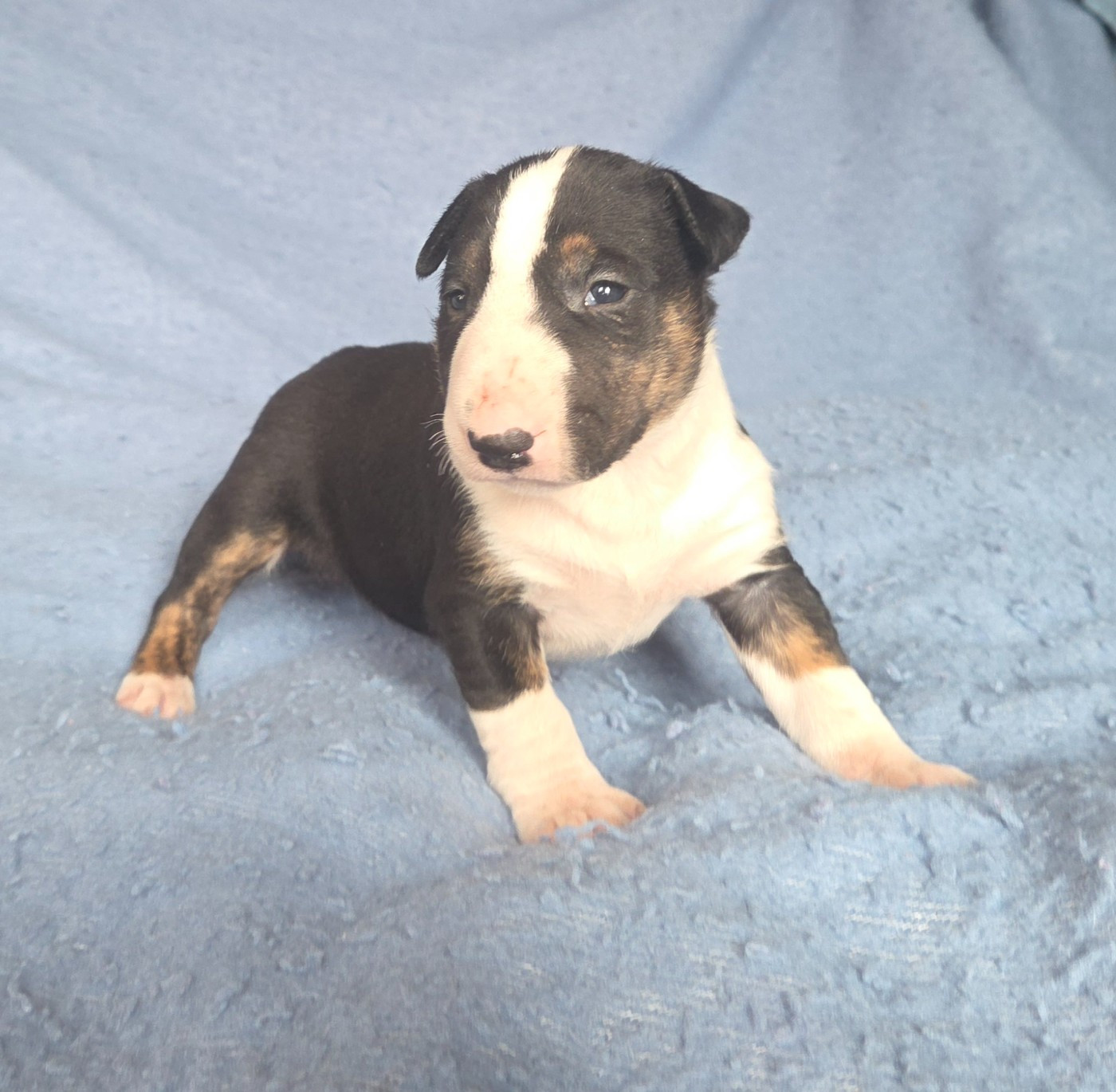 By The Wall - Chiots disponibles - Bull Terrier