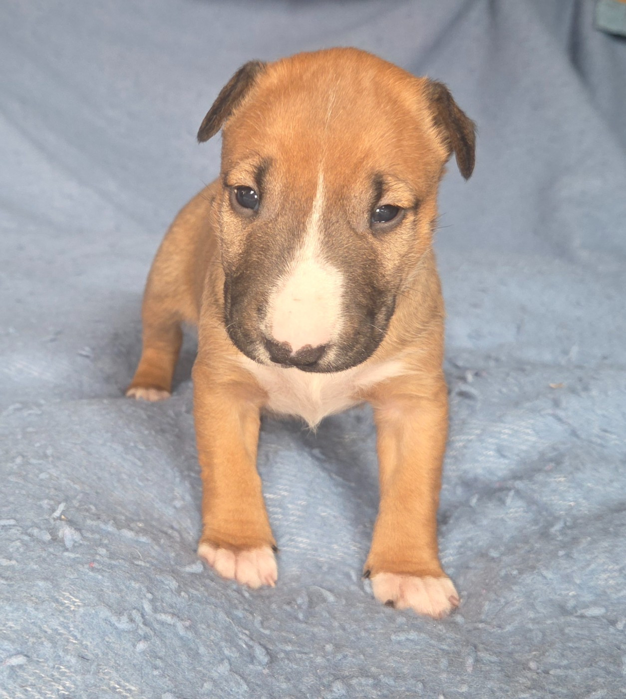 By The Wall - Chiots disponibles - Bull Terrier