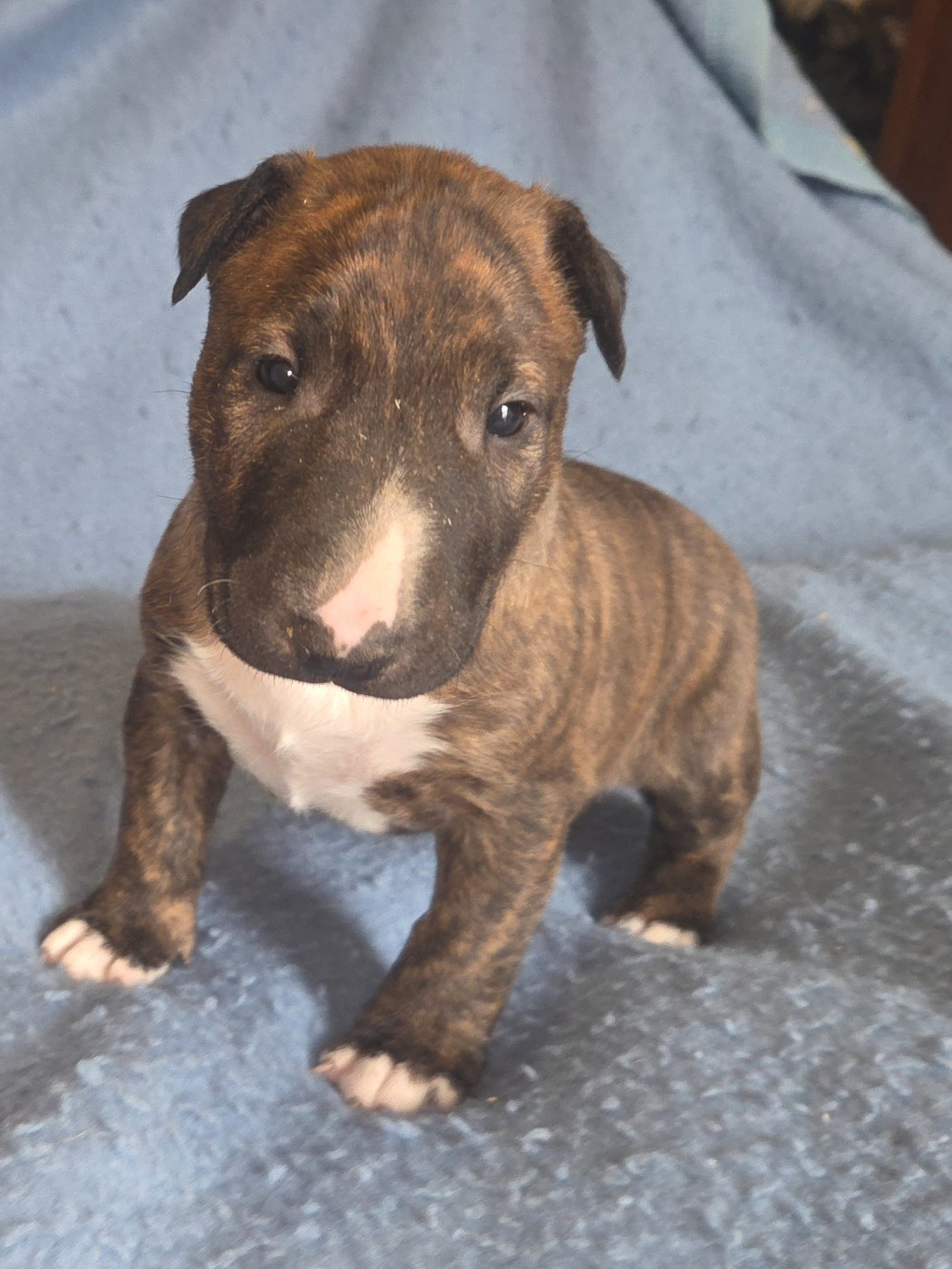 By The Wall - Chiots disponibles - Bull Terrier