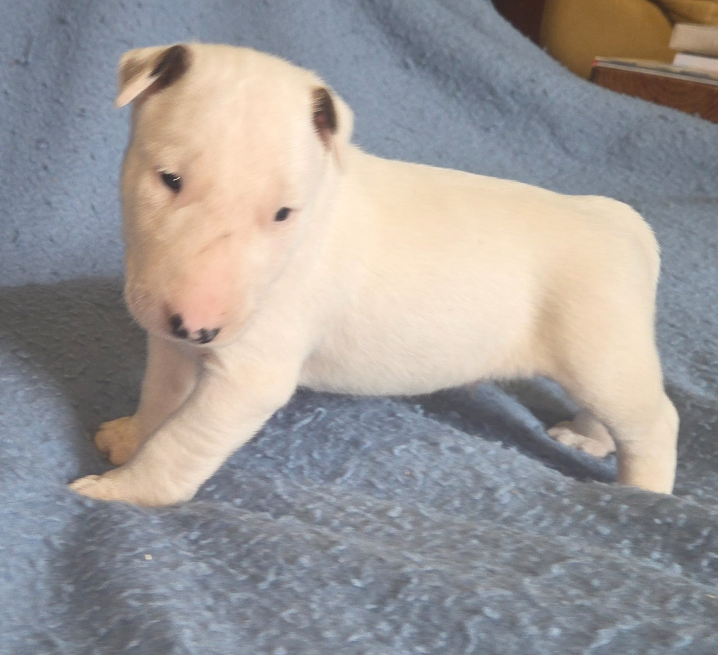 By The Wall - Chiots disponibles - Bull Terrier