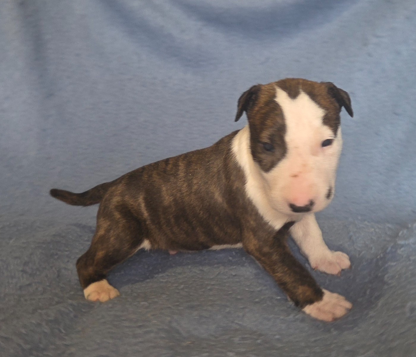 By The Wall - Chiots disponibles - Bull Terrier
