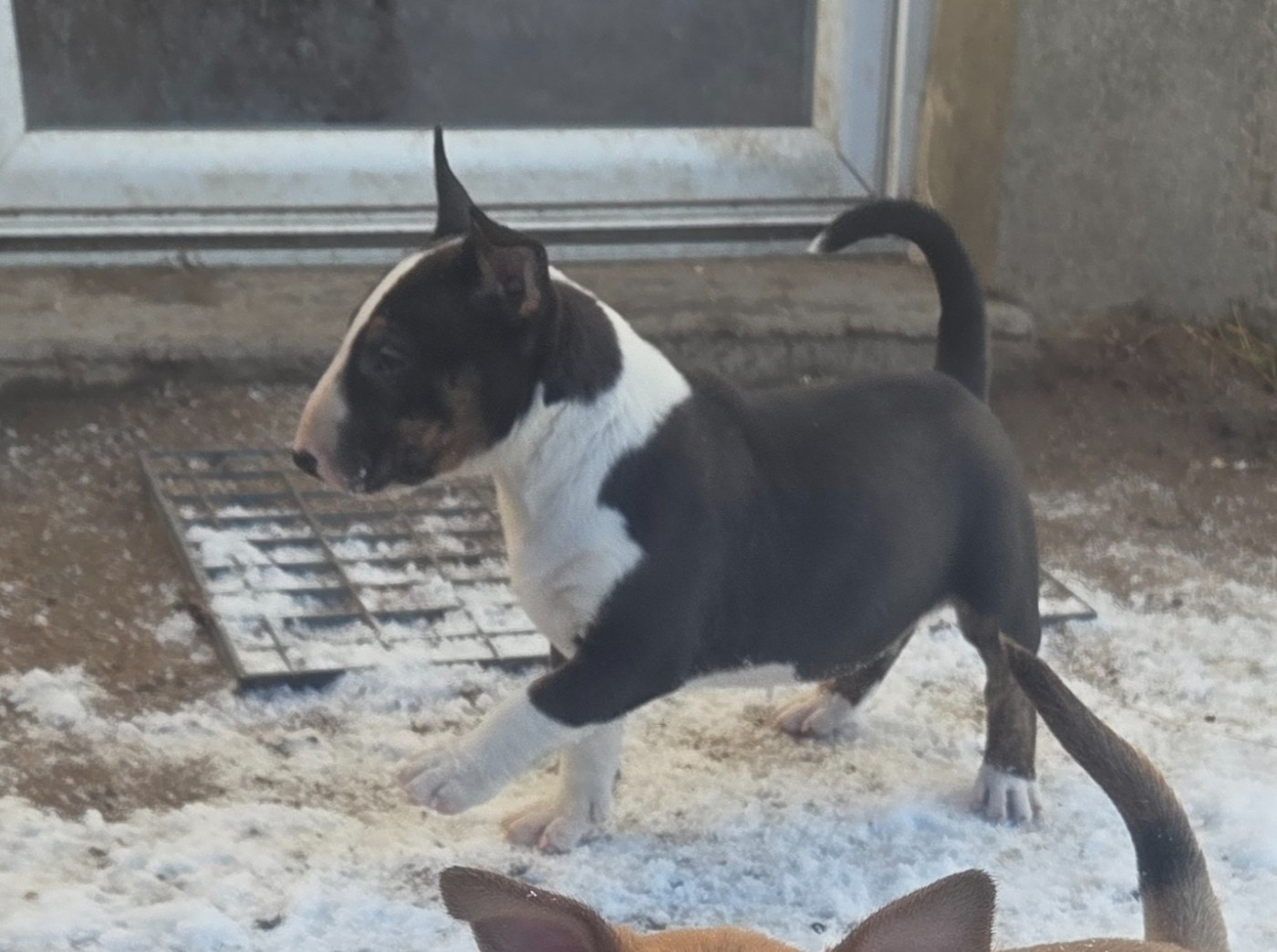 By The Wall - Chiots disponibles - Bull Terrier