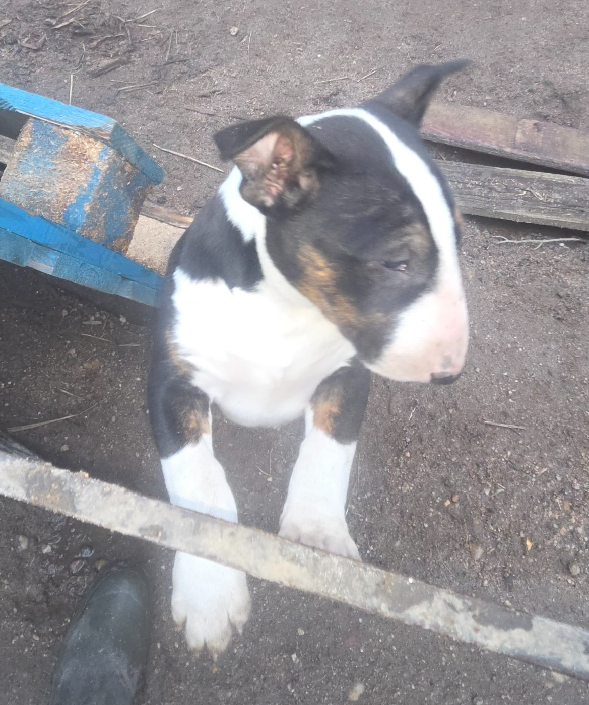 By The Wall - Chiots disponibles - Bull Terrier