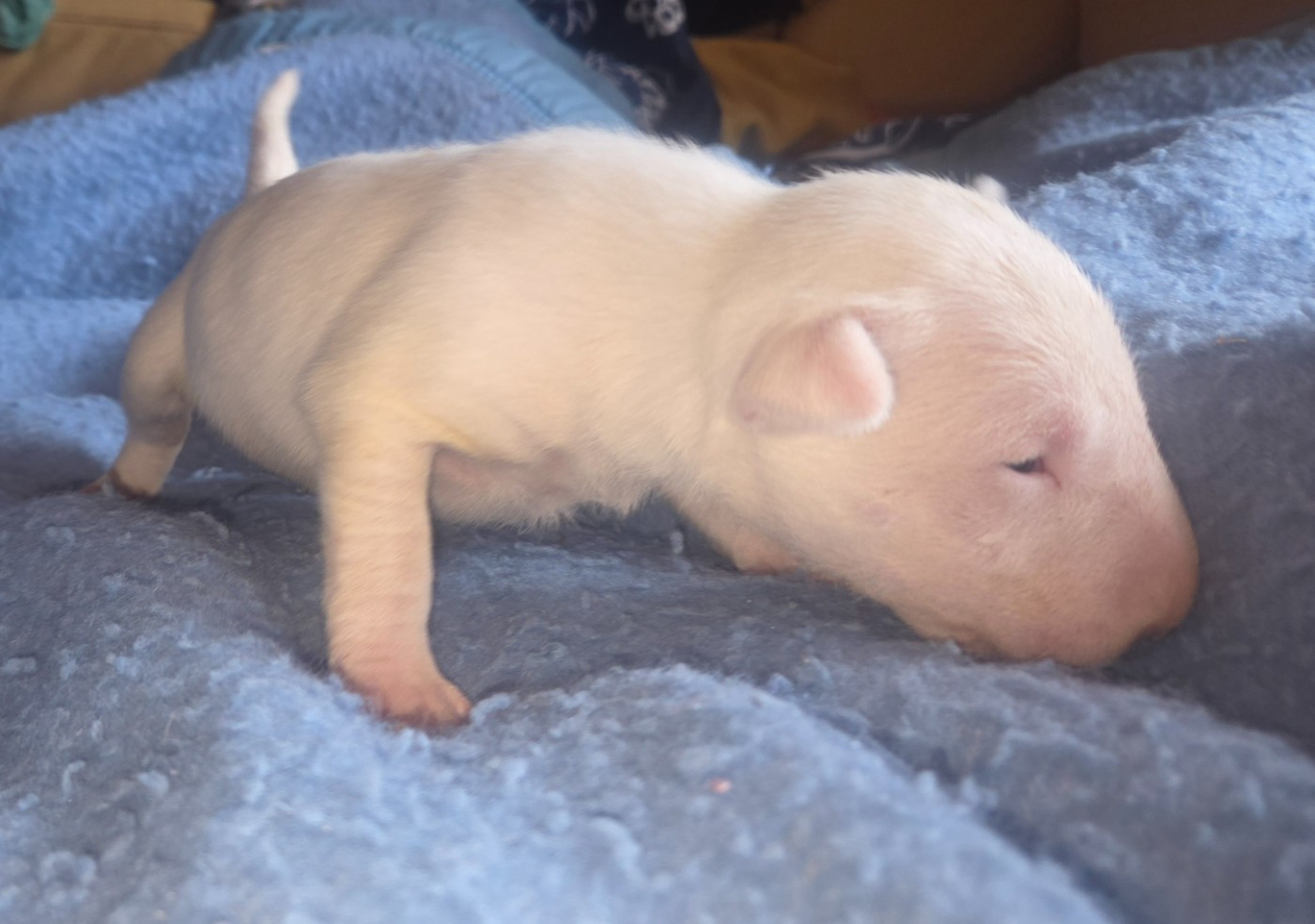 By The Wall - Chiots disponibles - Bull Terrier