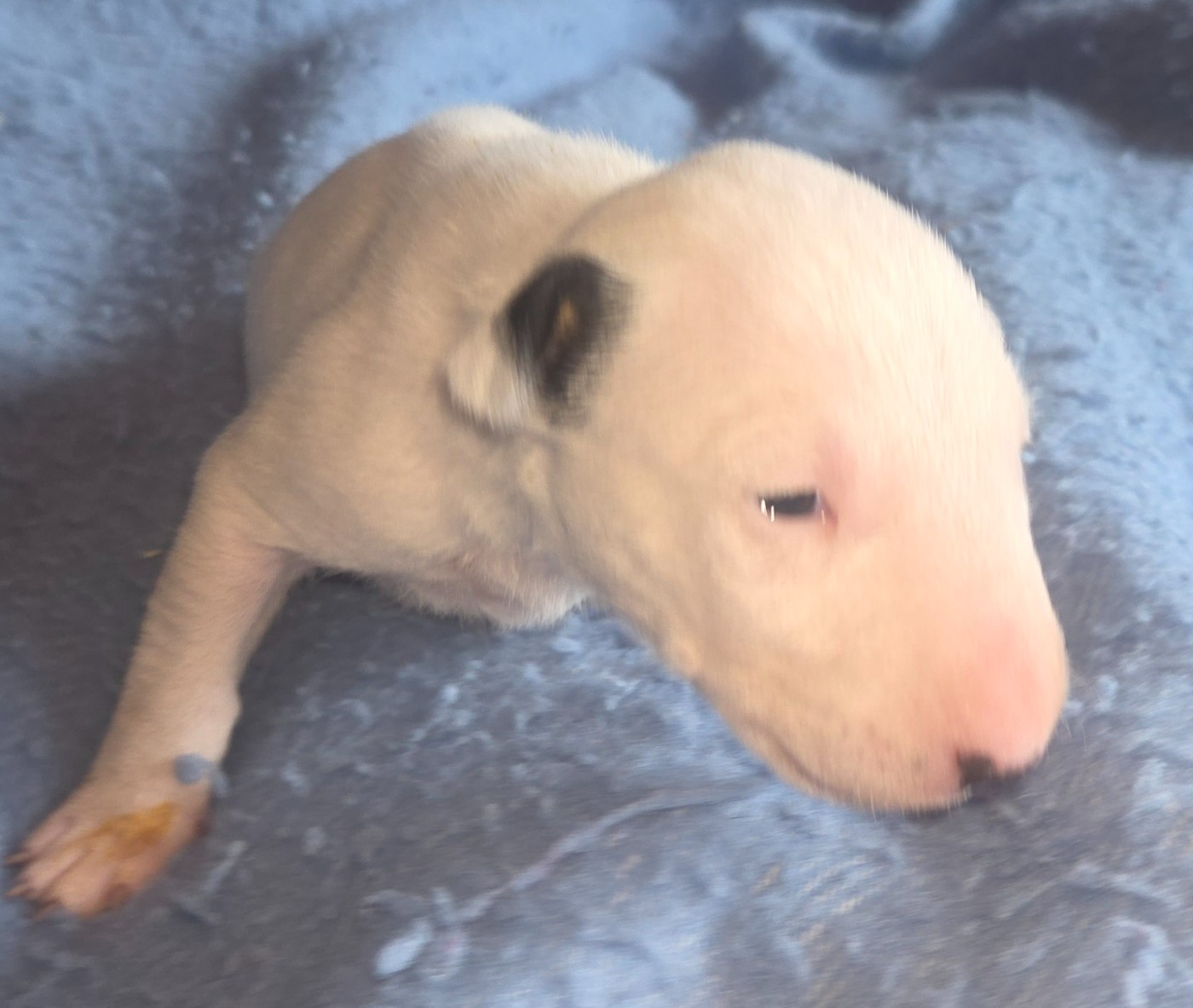 By The Wall - Chiots disponibles - Bull Terrier