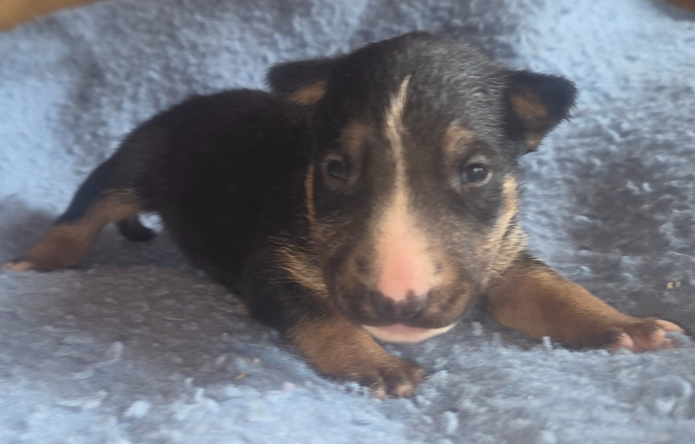 By The Wall - Chiots disponibles - Bull Terrier