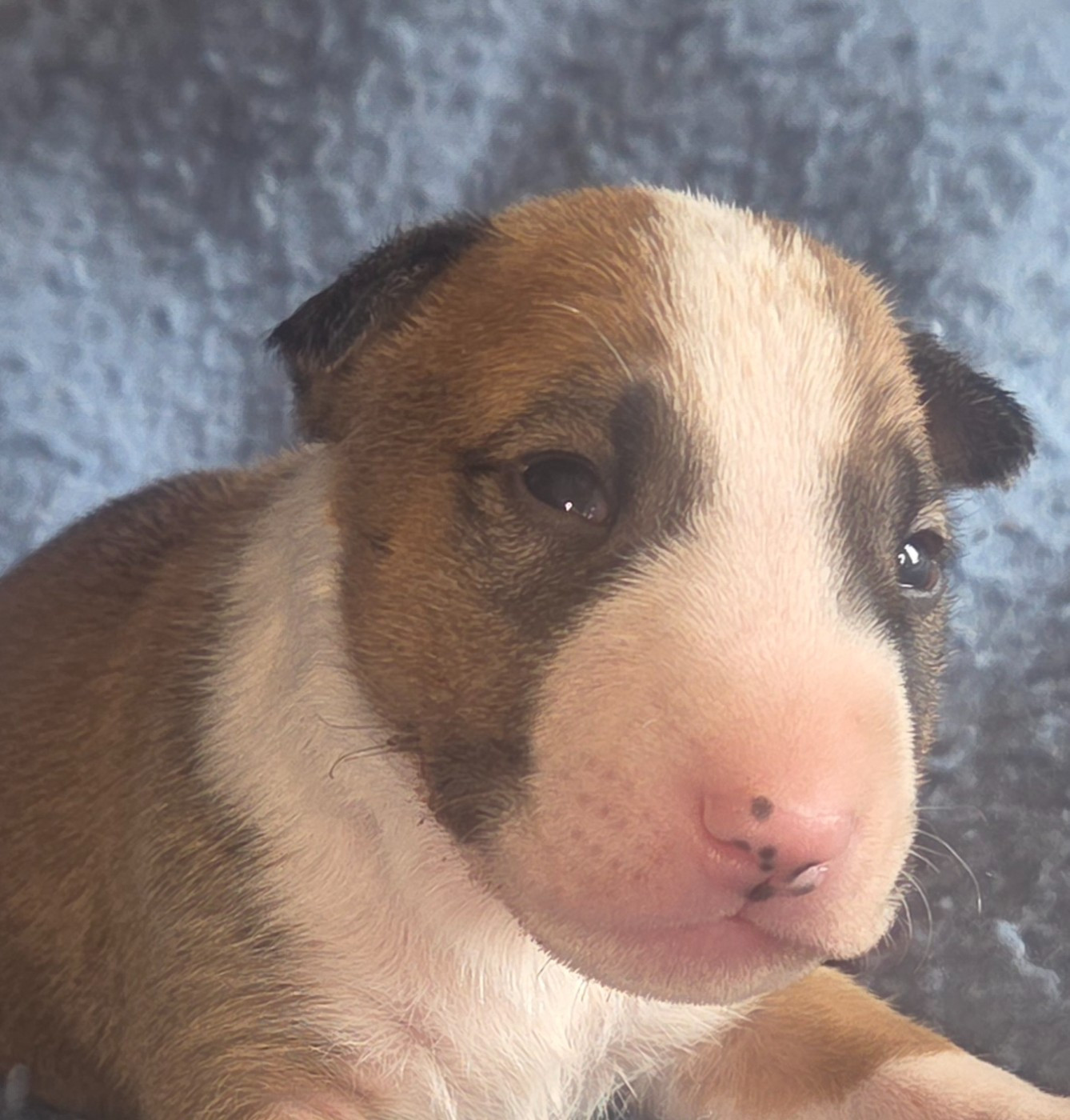 By The Wall - Chiots disponibles - Bull Terrier