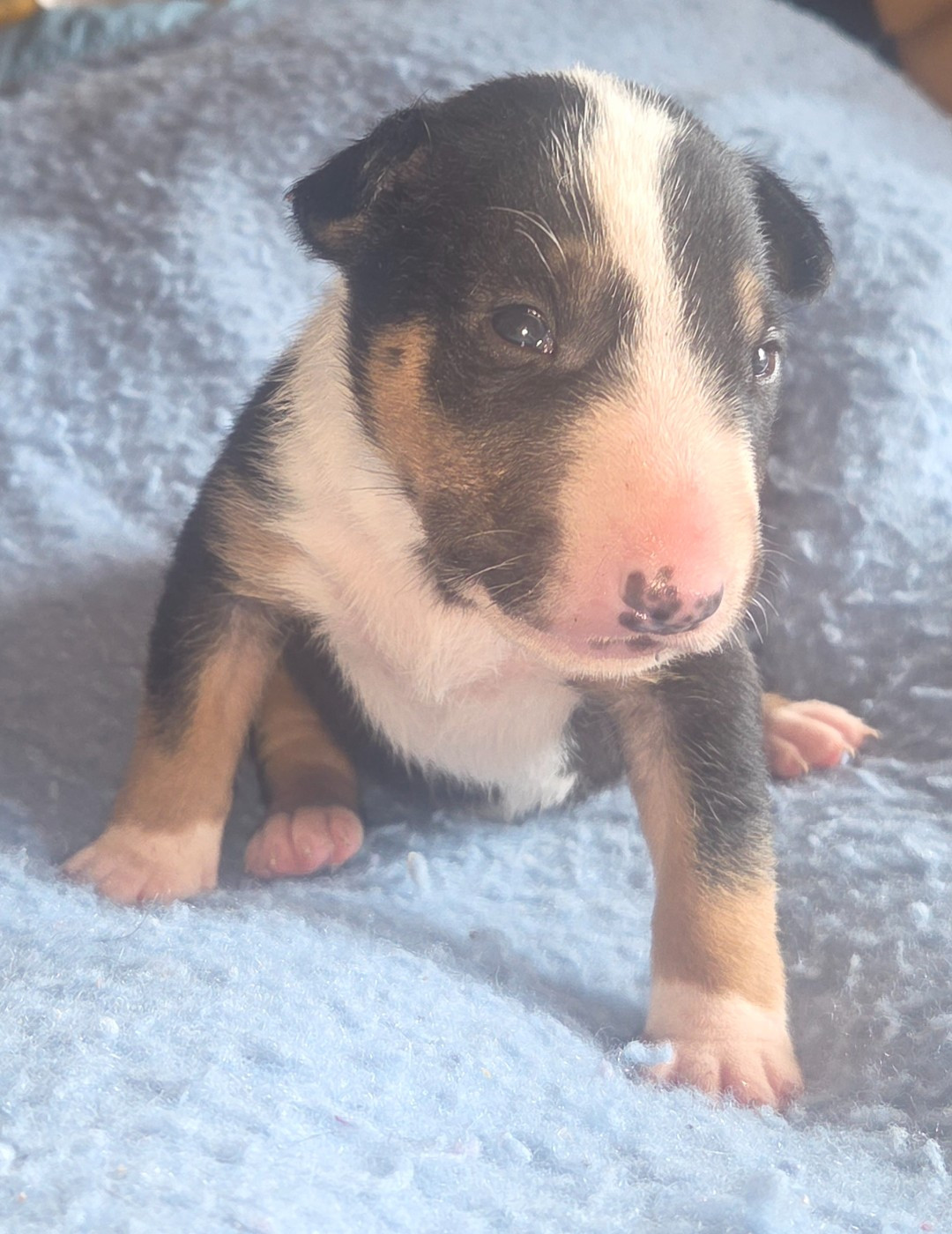 By The Wall - Chiots disponibles - Bull Terrier