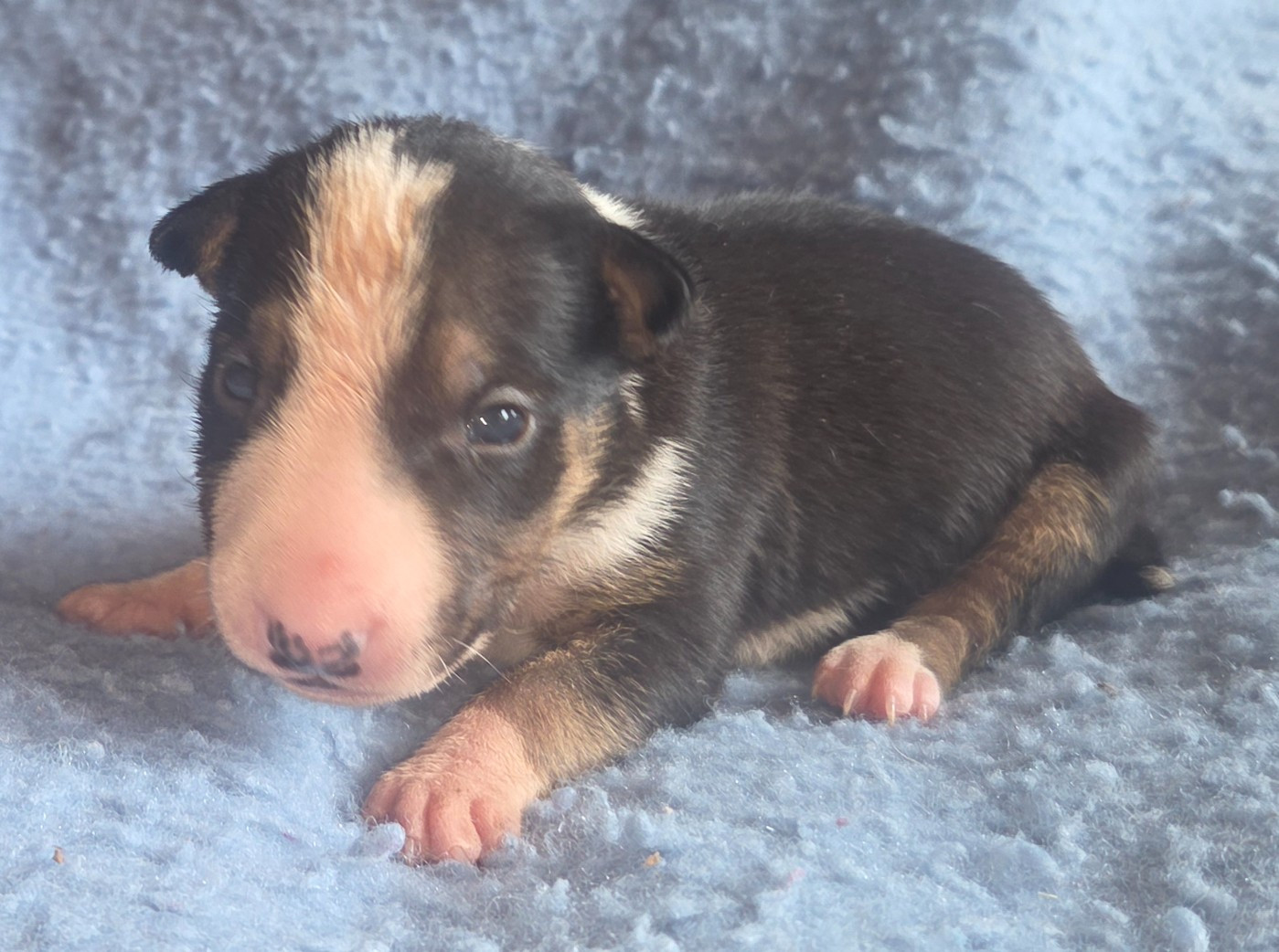 By The Wall - Chiots disponibles - Bull Terrier