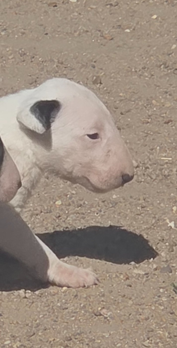 By The Wall - Chiots disponibles - Bull Terrier
