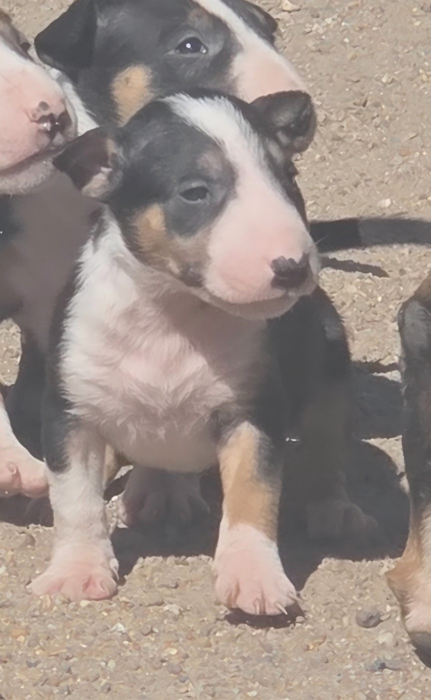 By The Wall - Chiots disponibles - Bull Terrier