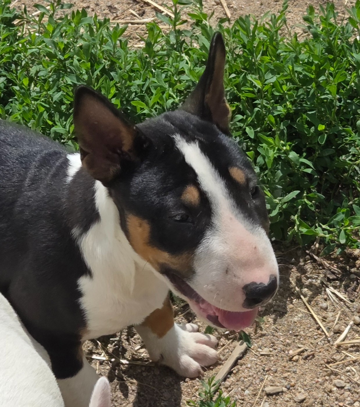 By The Wall - Chiots disponibles - Bull Terrier