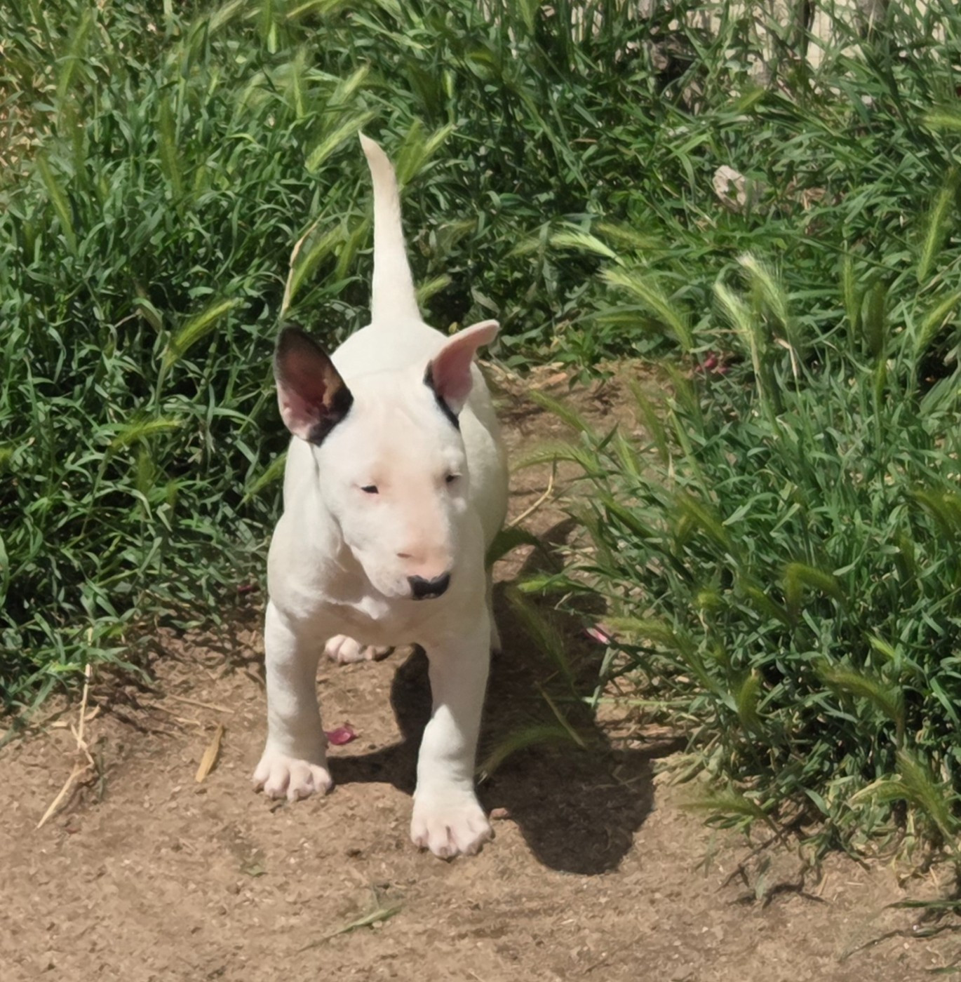 By The Wall - Chiots disponibles - Bull Terrier