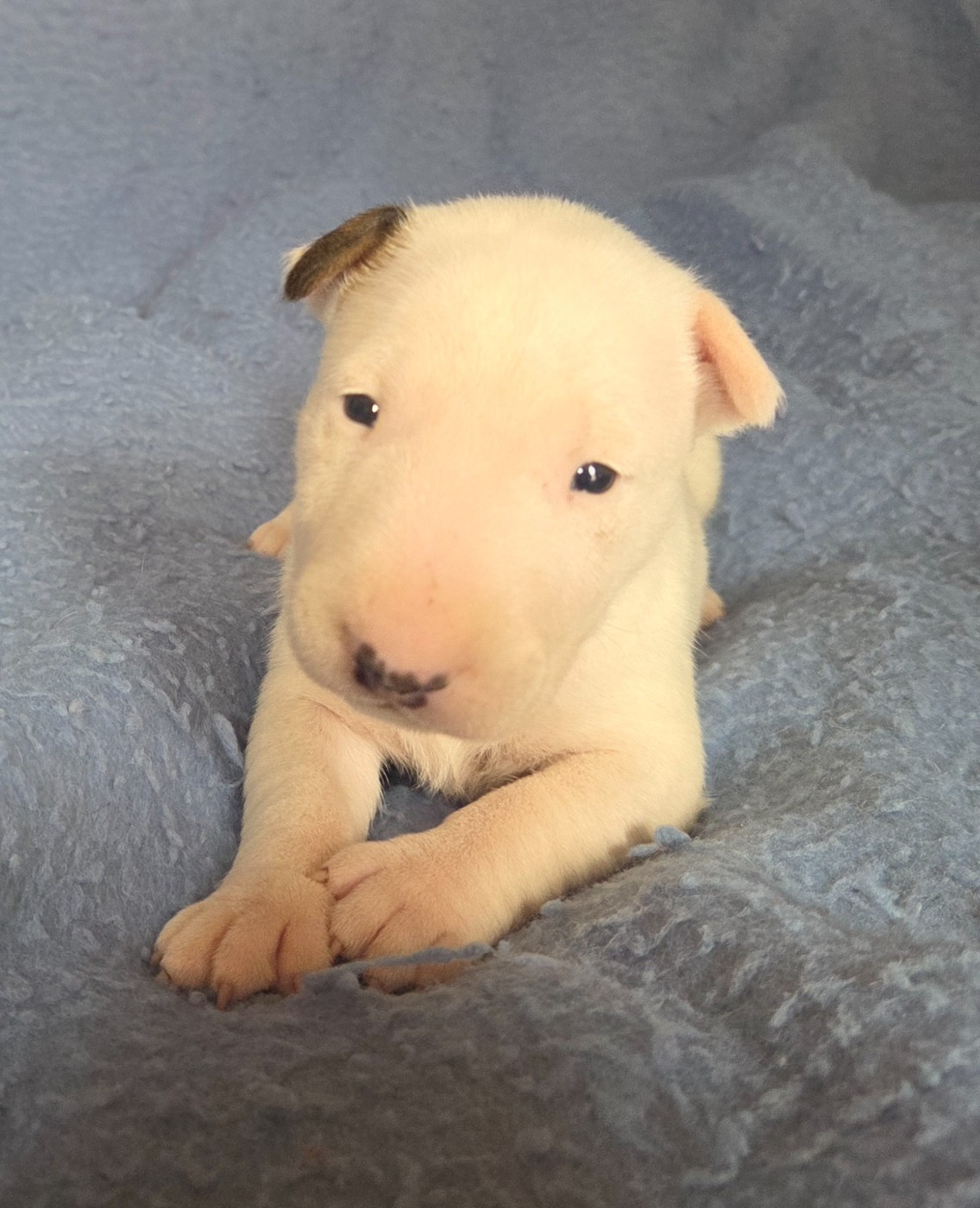 By The Wall - Chiots disponibles - Bull Terrier