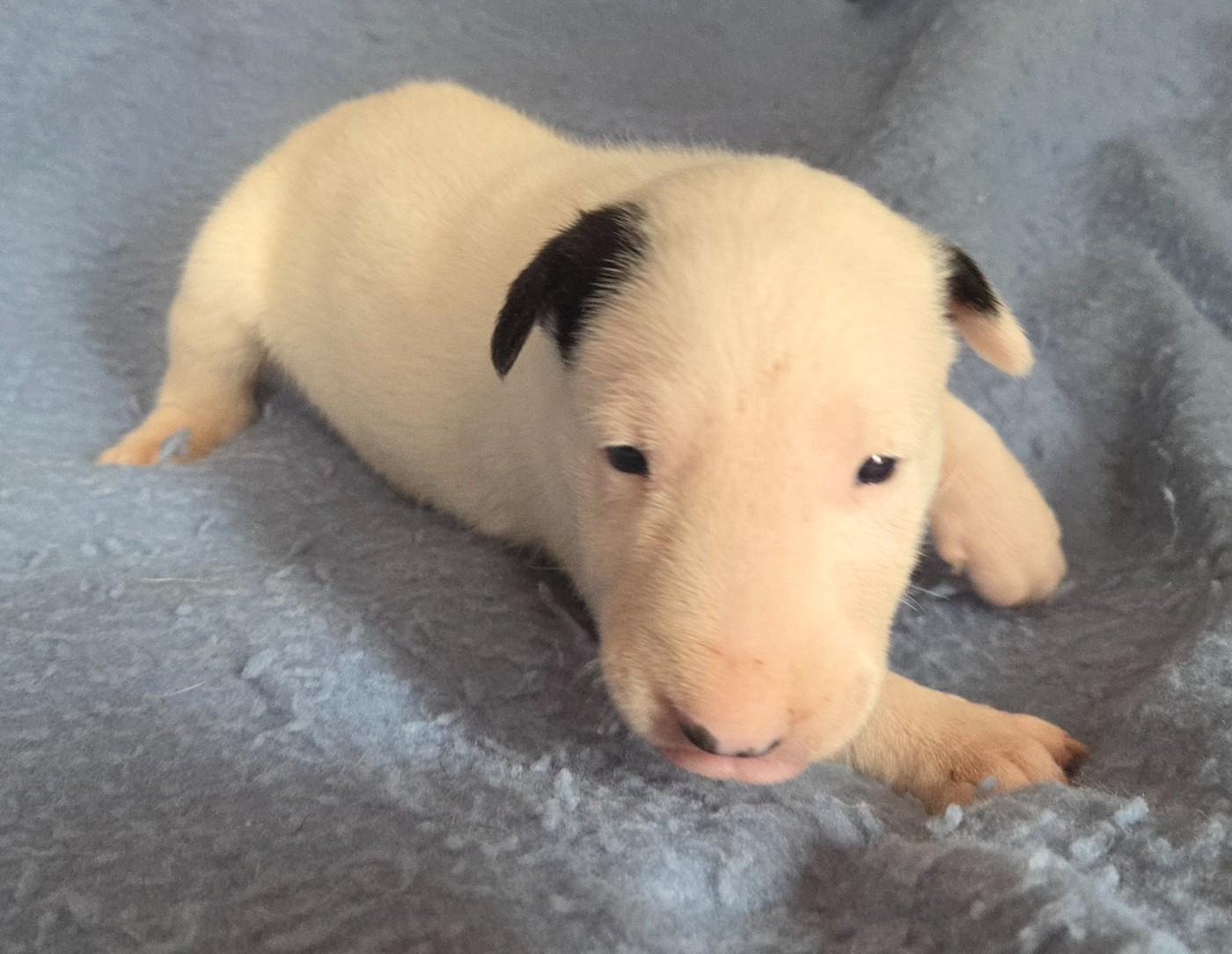 By The Wall - Chiots disponibles - Bull Terrier