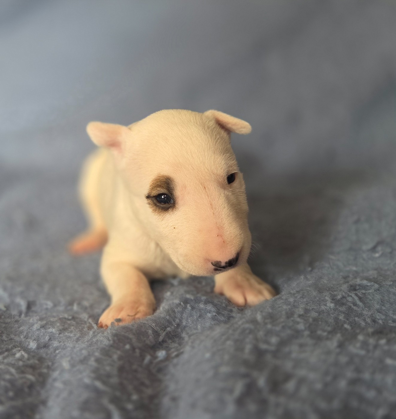 By The Wall - Chiots disponibles - Bull Terrier