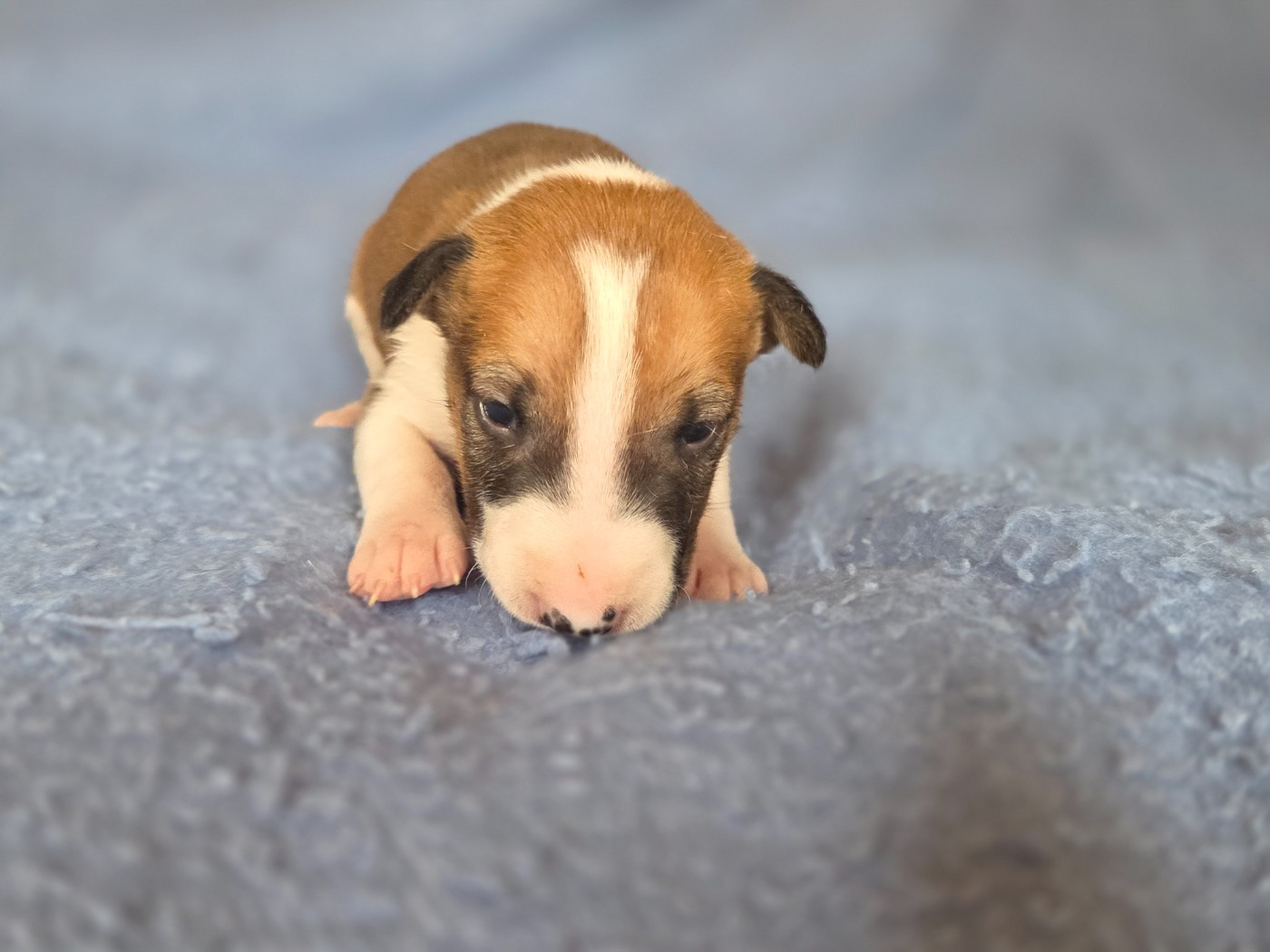 By The Wall - Chiots disponibles - Bull Terrier