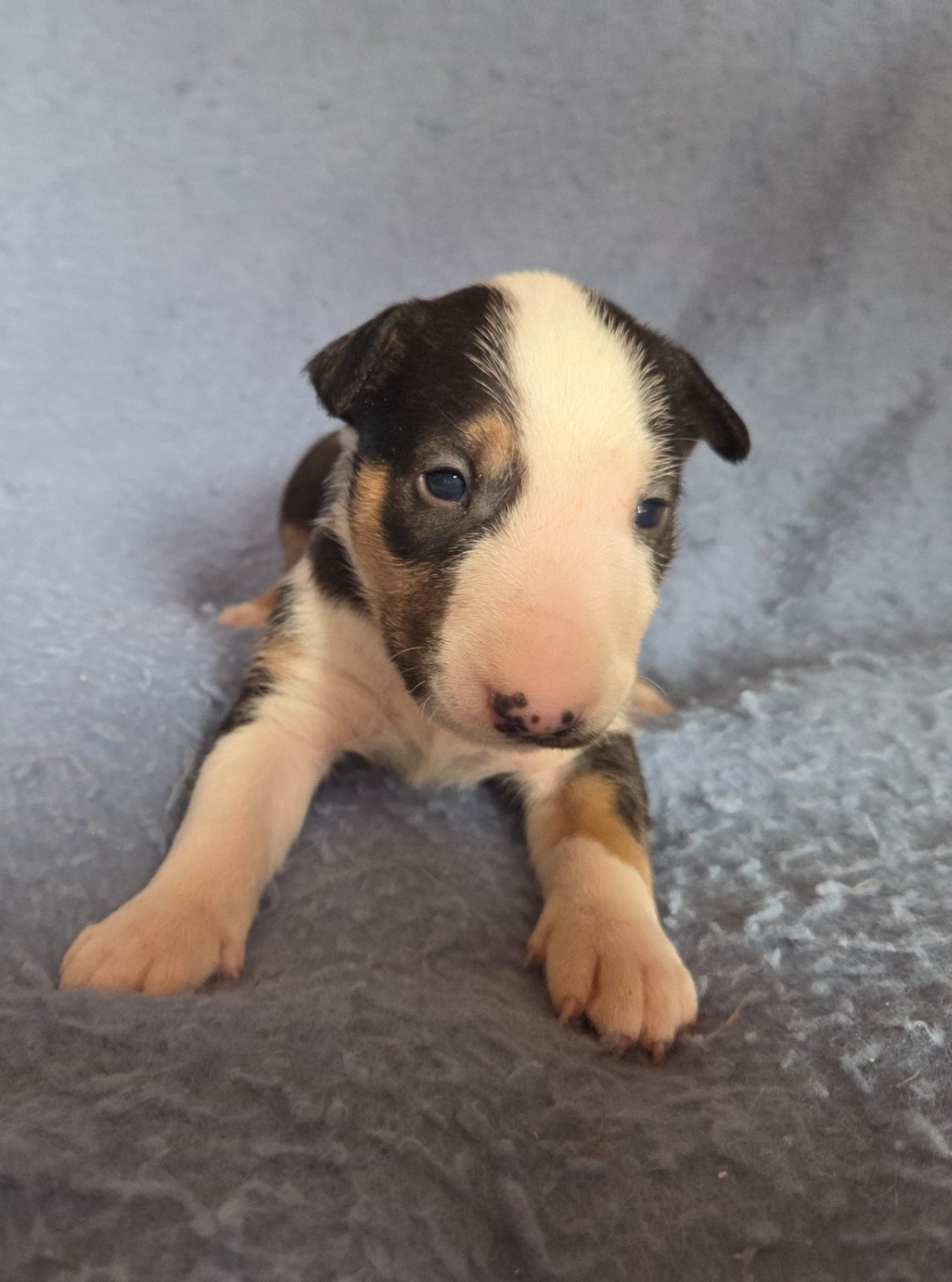 By The Wall - Chiots disponibles - Bull Terrier