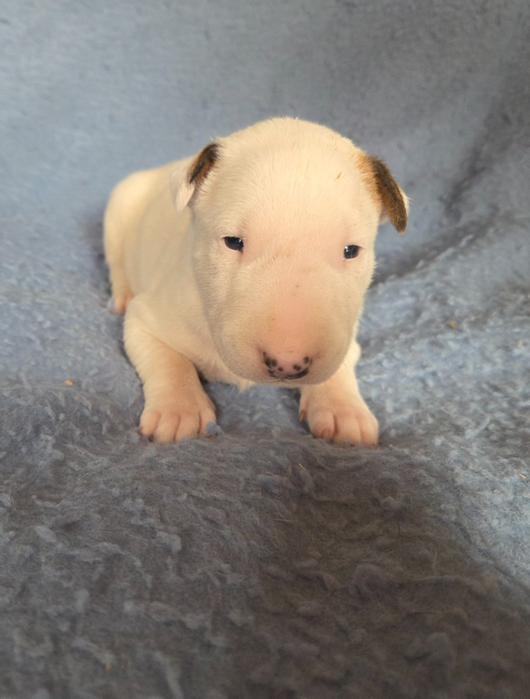 By The Wall - Chiots disponibles - Bull Terrier