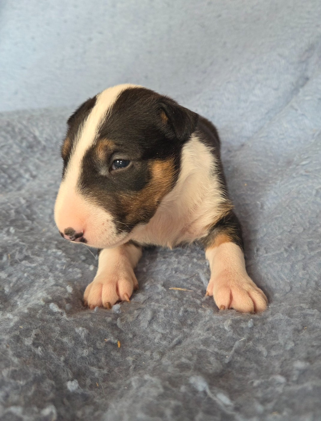 By The Wall - Chiots disponibles - Bull Terrier