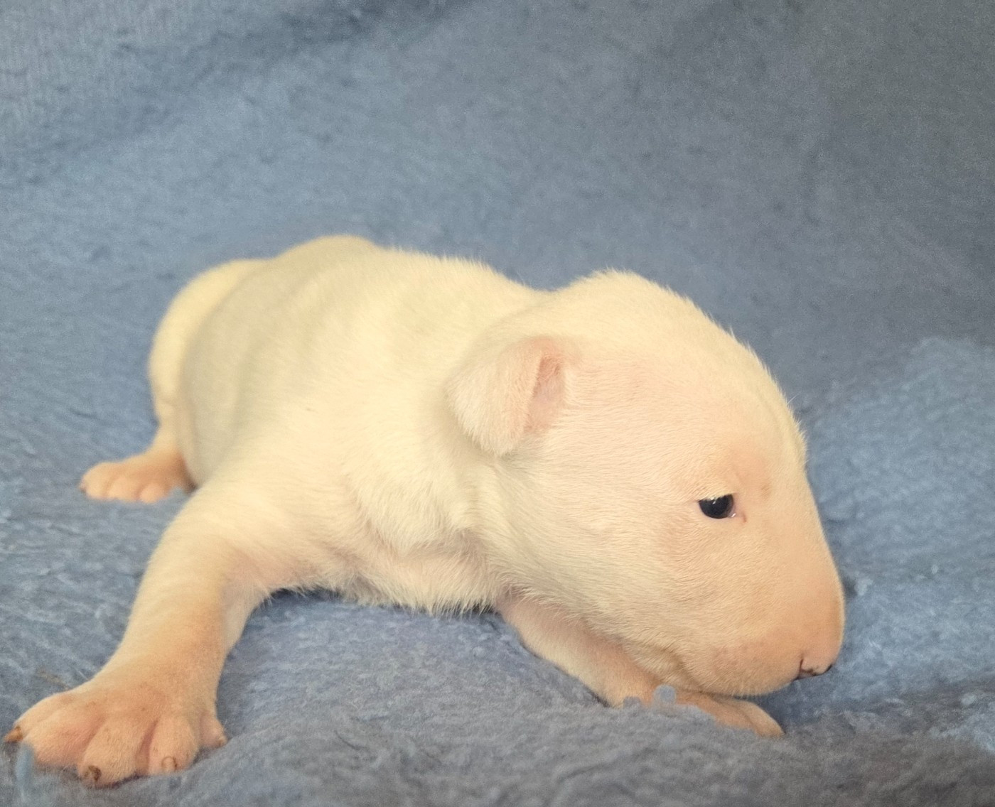By The Wall - Chiots disponibles - Bull Terrier