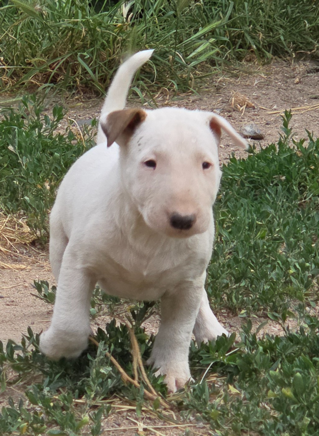 By The Wall - Chiots disponibles - Bull Terrier