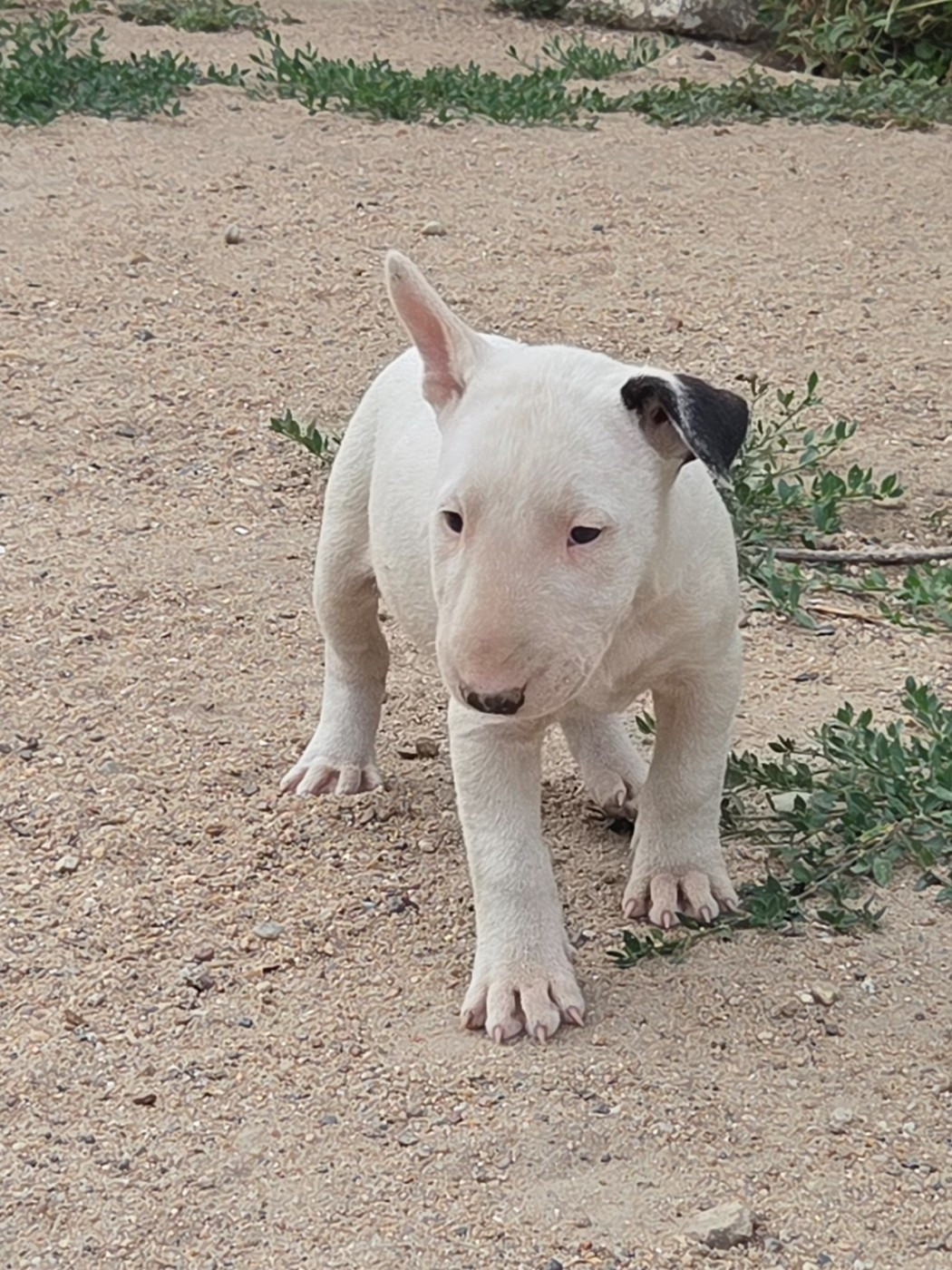 By The Wall - Chiots disponibles - Bull Terrier
