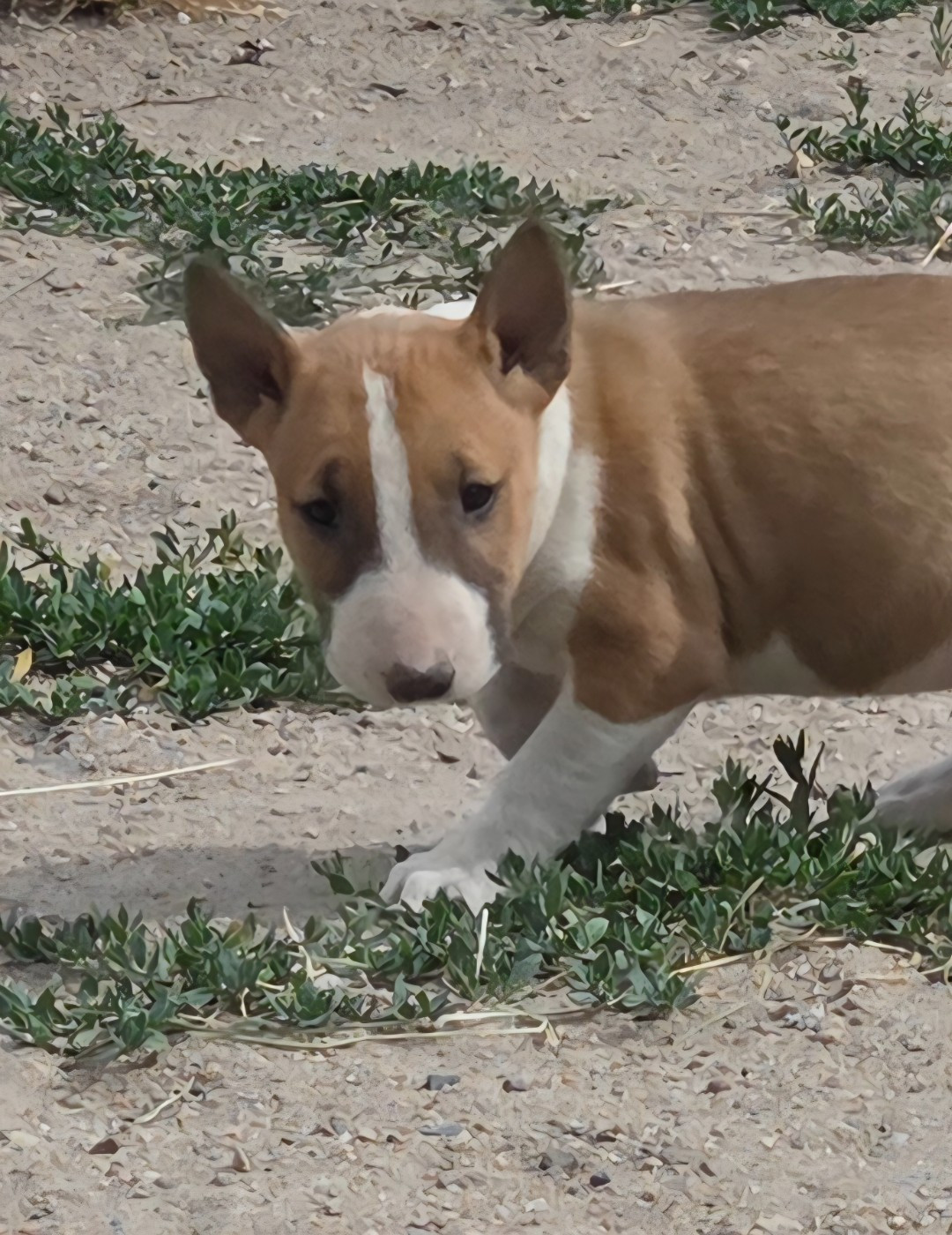 By The Wall - Chiots disponibles - Bull Terrier