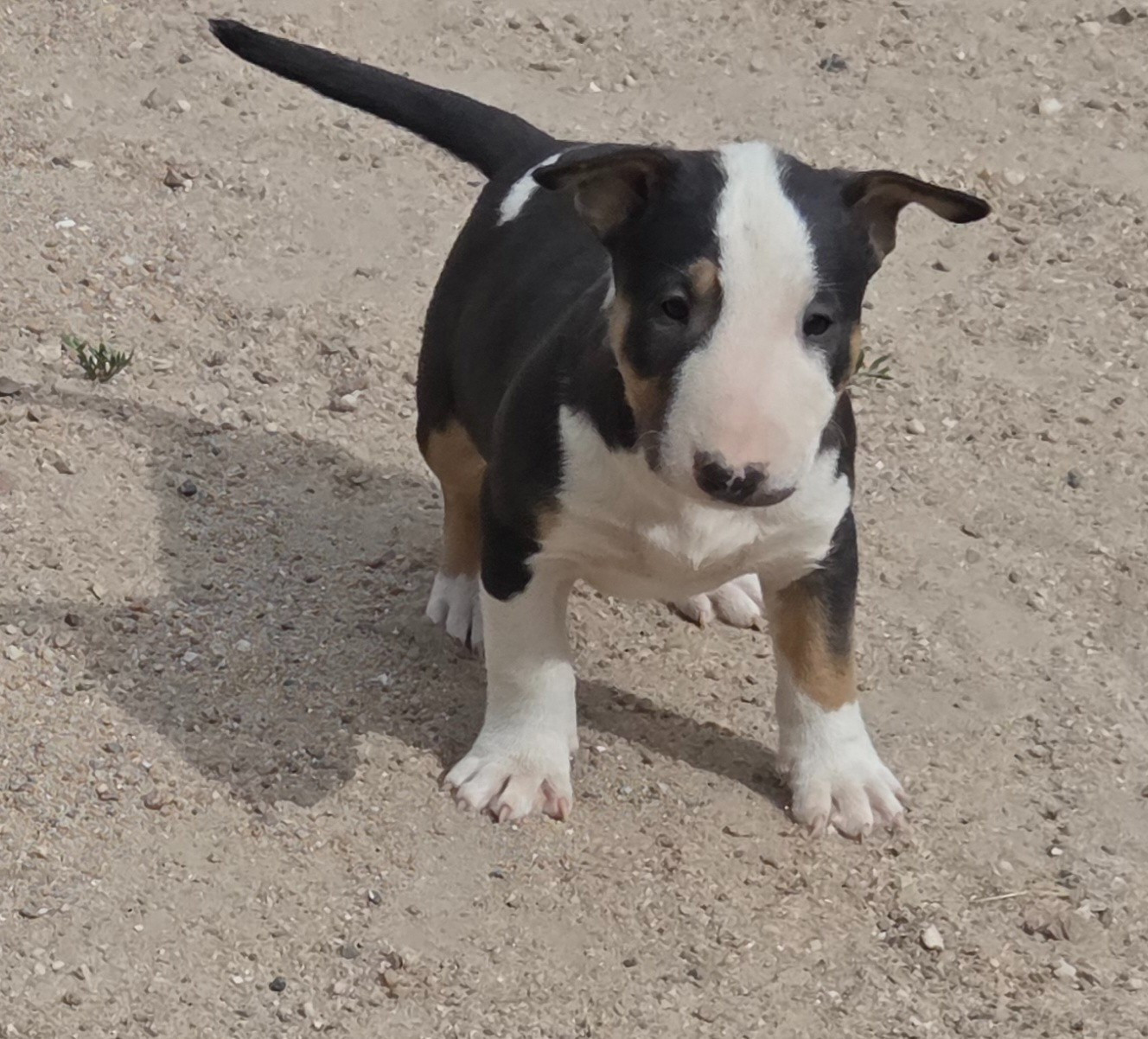 By The Wall - Chiots disponibles - Bull Terrier