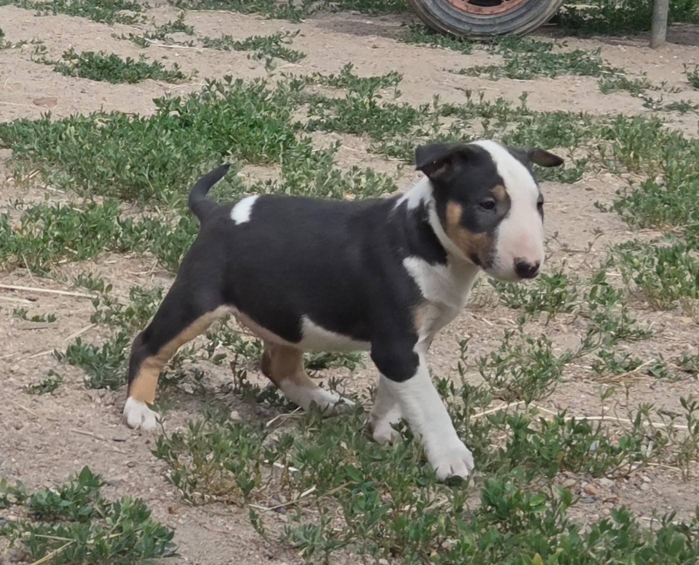 By The Wall - Chiots disponibles - Bull Terrier