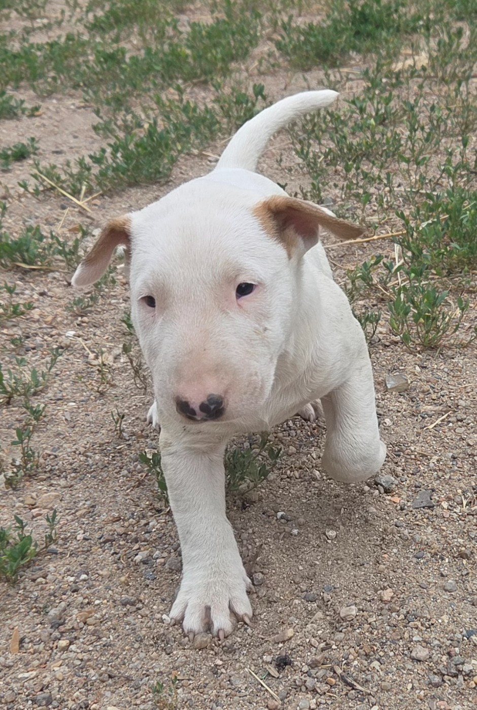 By The Wall - Chiots disponibles - Bull Terrier