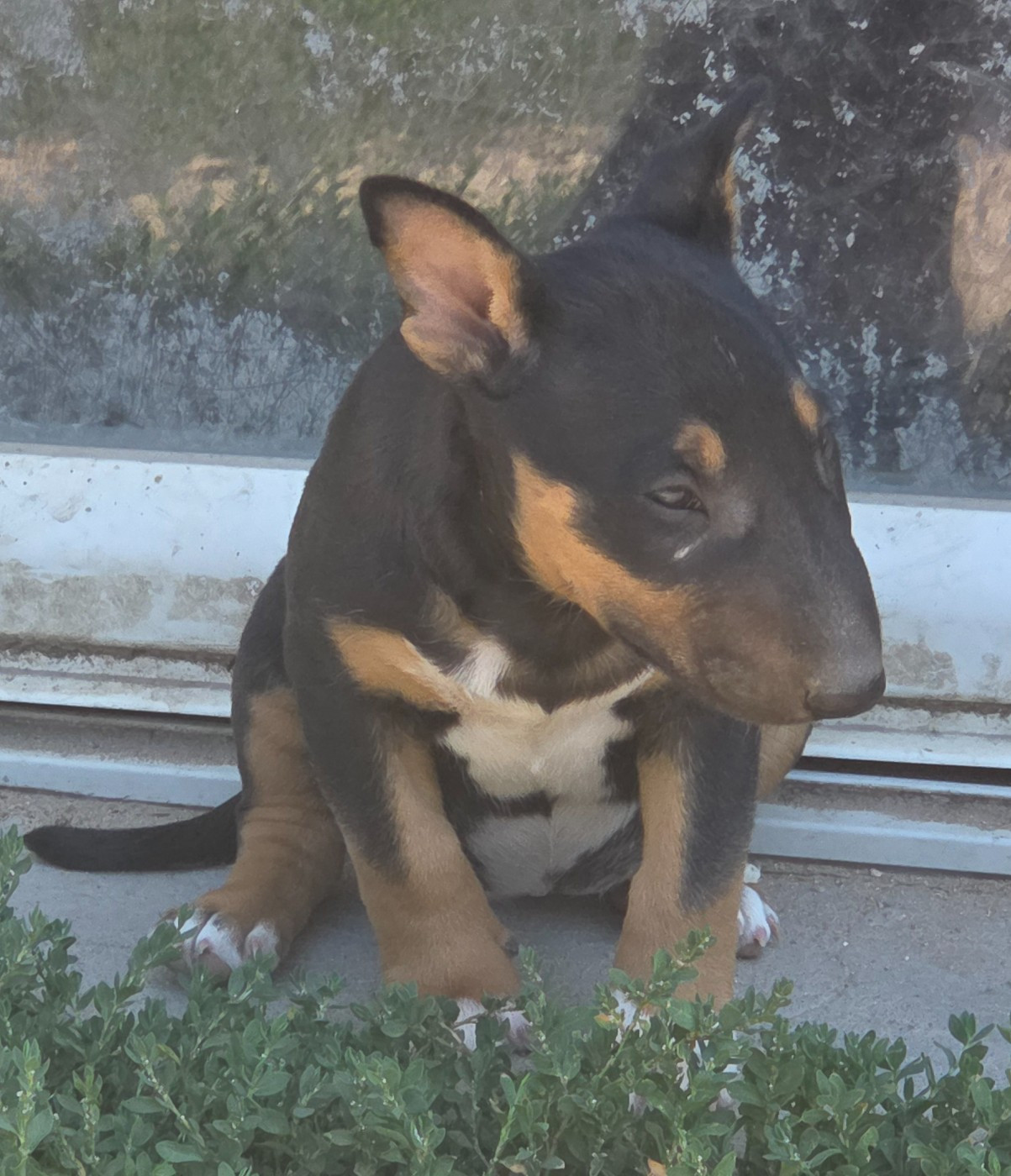 By The Wall - Chiots disponibles - Bull Terrier