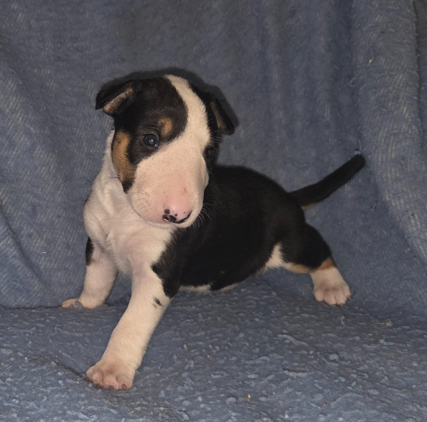 By The Wall - Chiots disponibles - Bull Terrier