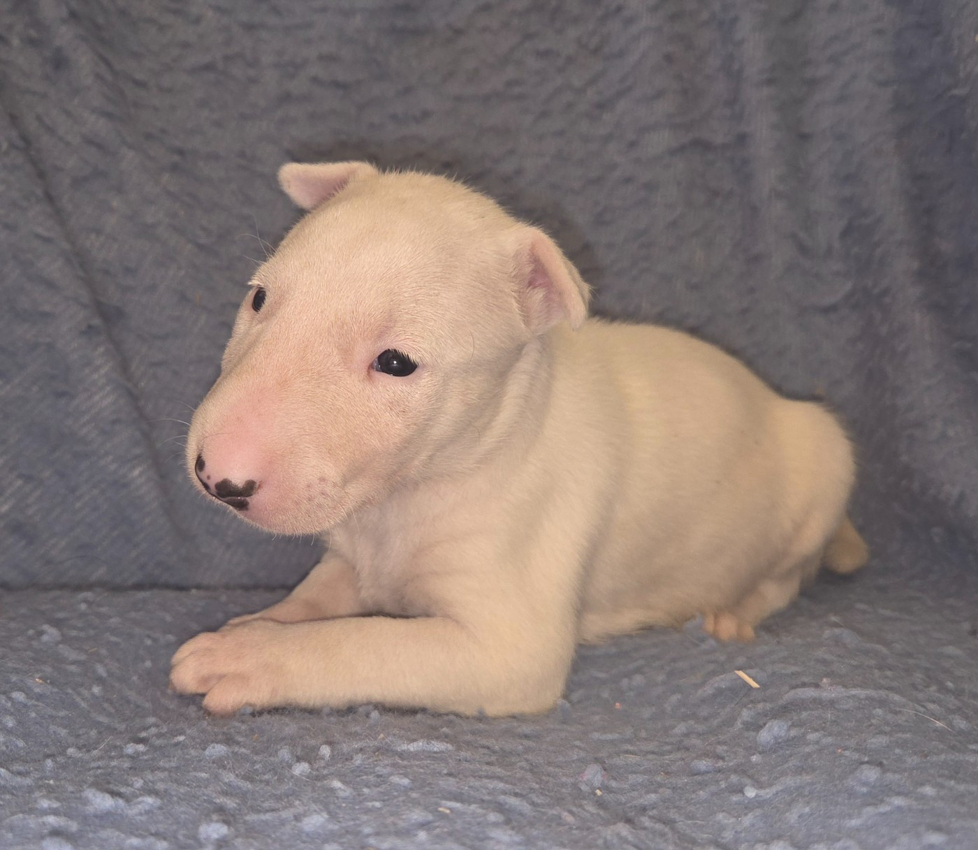 By The Wall - Chiots disponibles - Bull Terrier