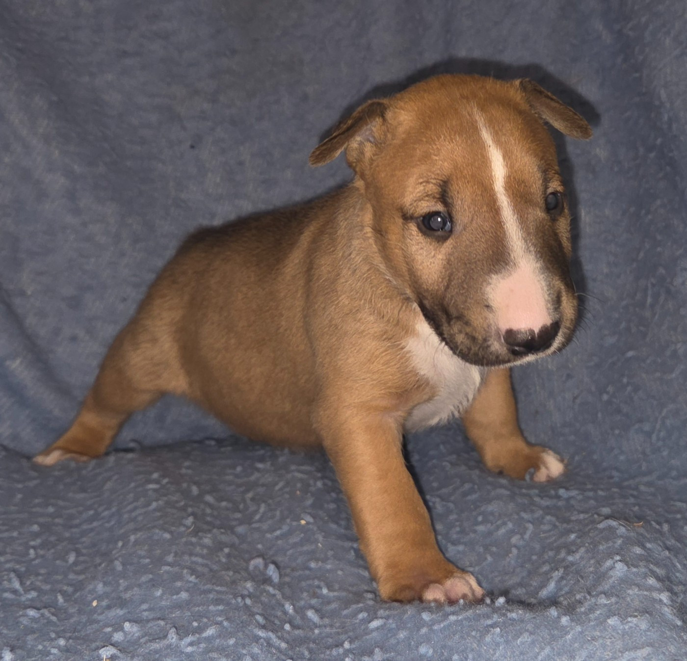 By The Wall - Chiots disponibles - Bull Terrier