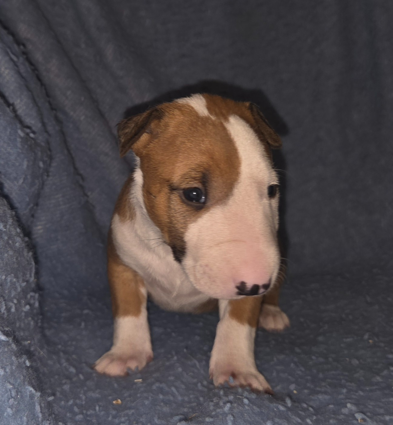 By The Wall - Chiots disponibles - Bull Terrier