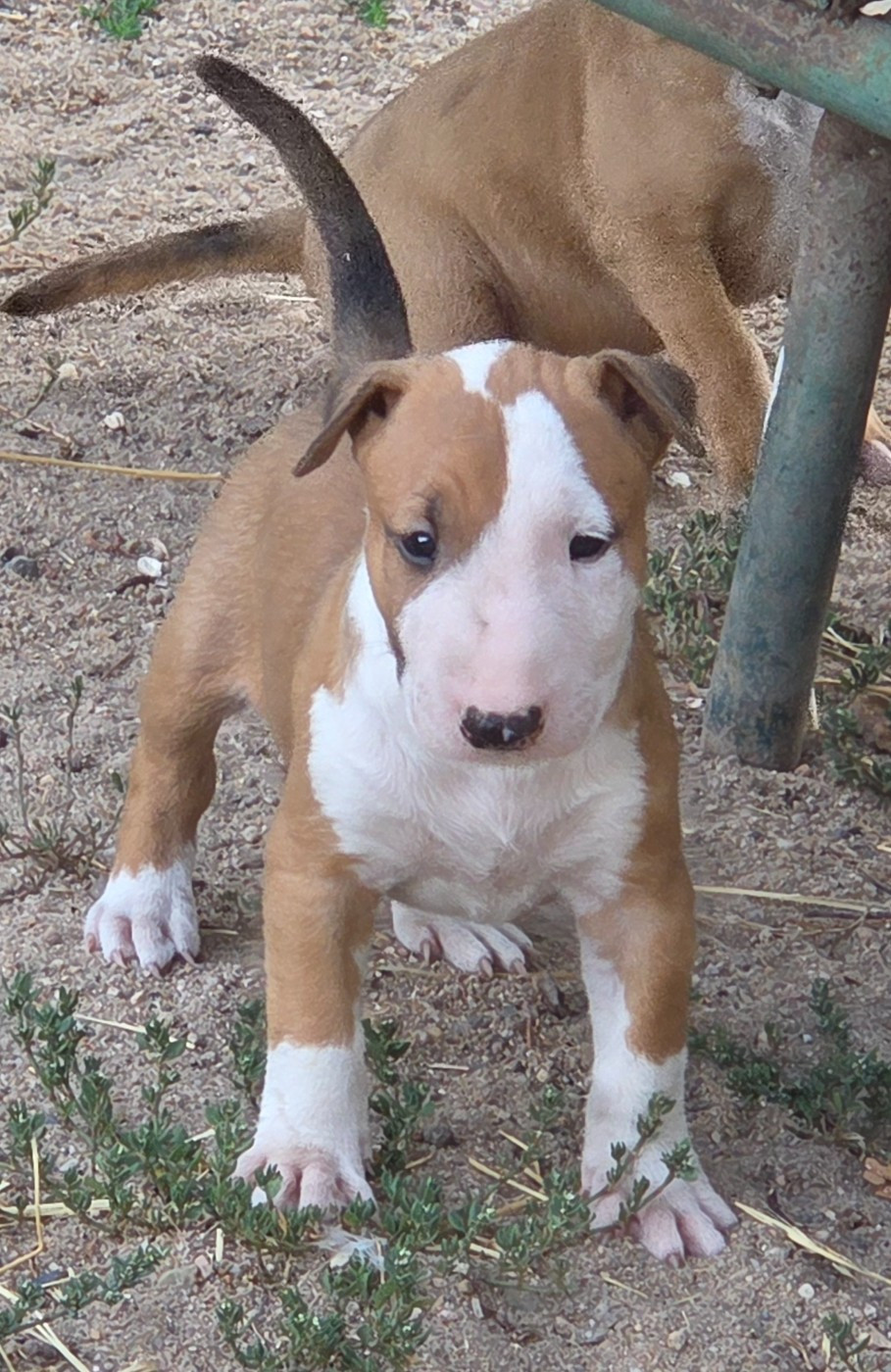 By The Wall - Chiots disponibles - Bull Terrier