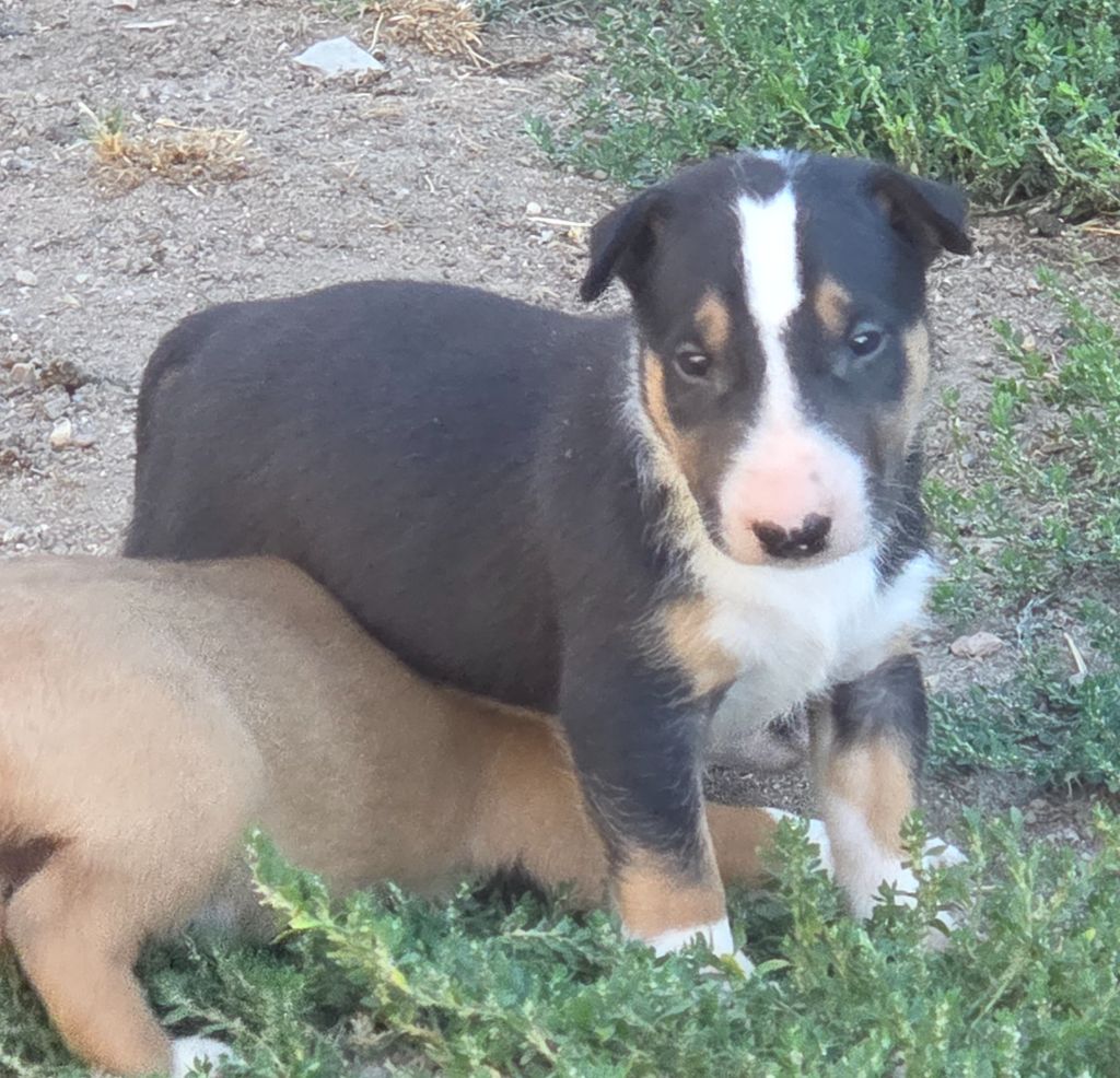 By The Wall - Chiots disponibles - Bull Terrier
