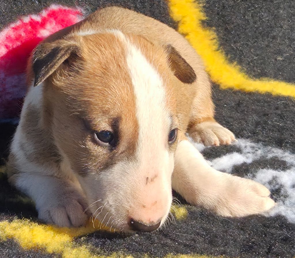 By The Wall - Chiots disponibles - Bull Terrier