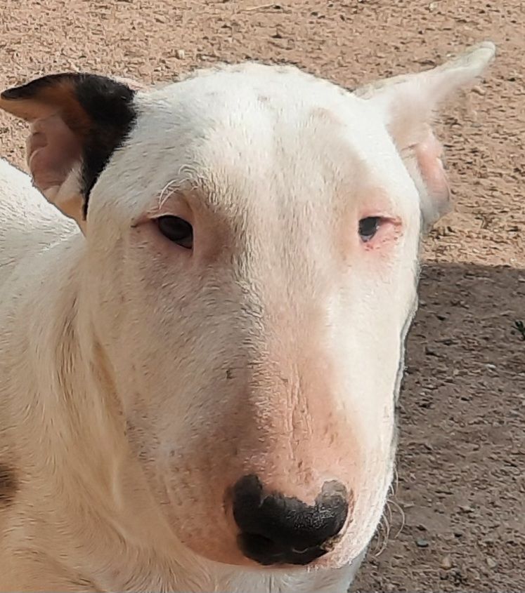 By The Wall - Chiots disponibles - Bull Terrier