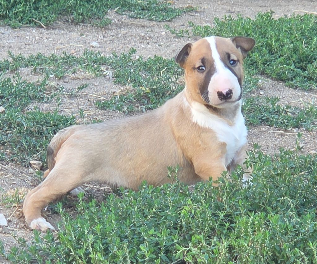 By The Wall - Chiots disponibles - Bull Terrier