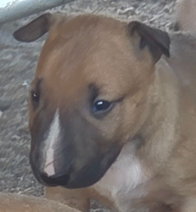 By The Wall - Chiots disponibles - Bull Terrier